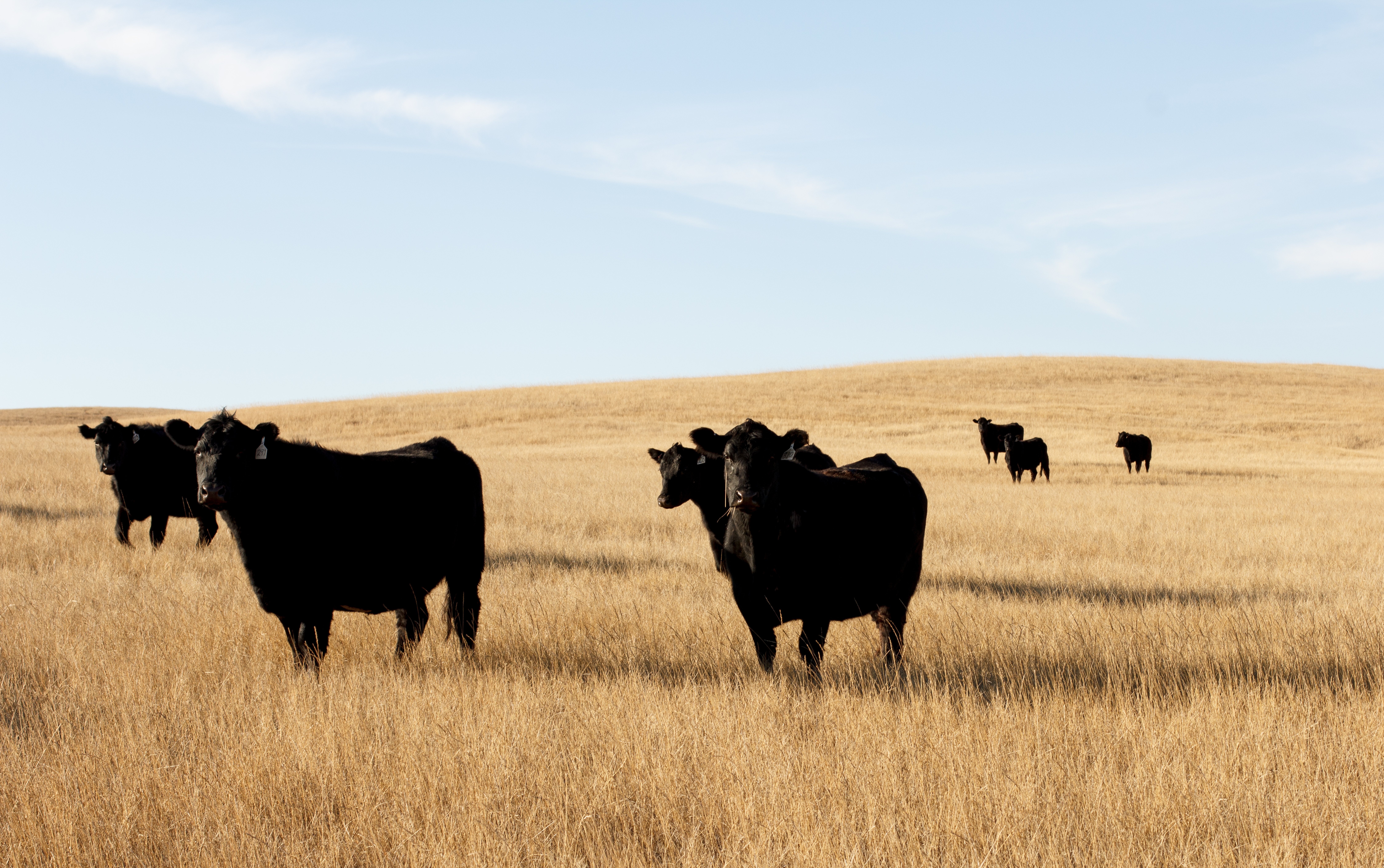 Dakota Resources’ Capital Investment Fund Supports Native CDFIs on the Cheyenne River Indian Reservation